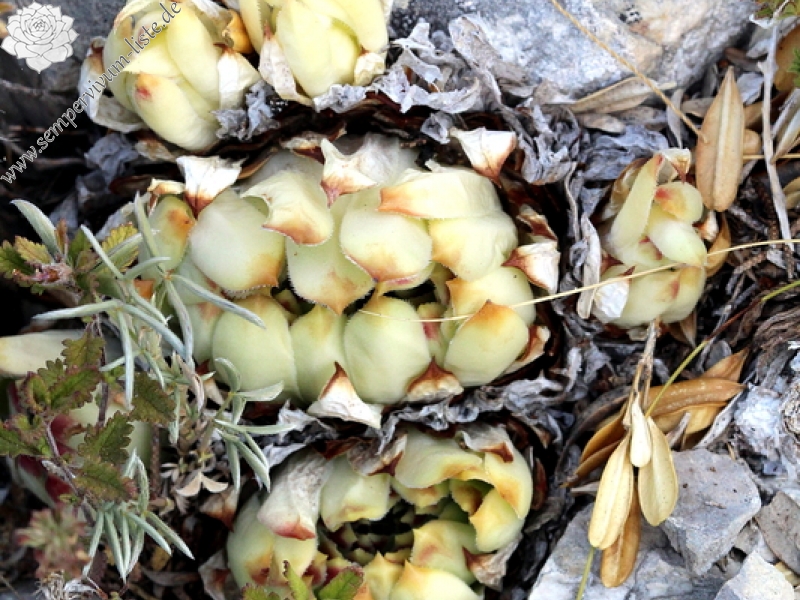 calcareum from Col de la Posterle