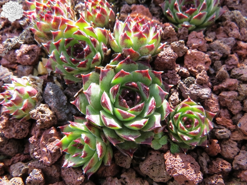 calcareum from Guillaumes