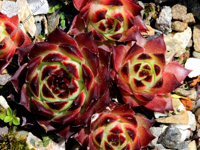 calcareum from Guillaumes