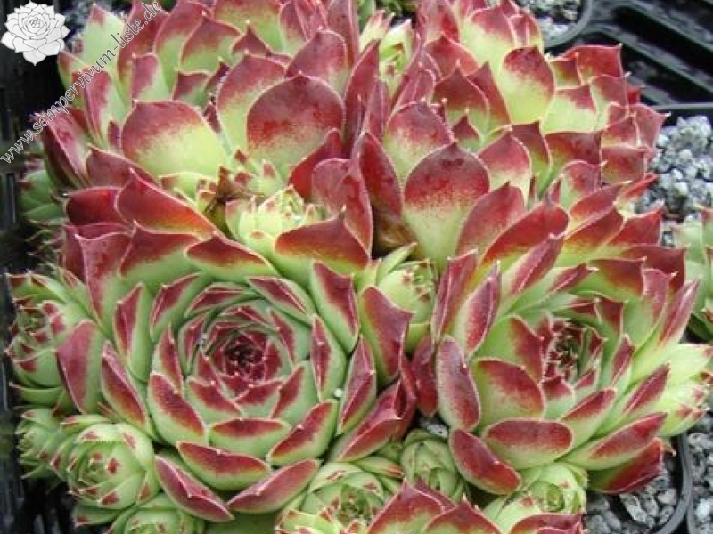 calcareum from Guillaumes