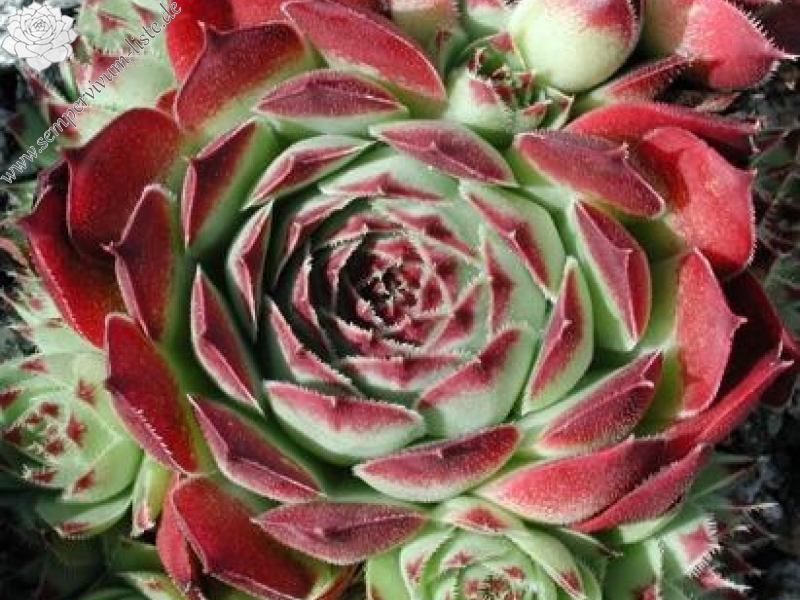 calcareum from Guillaumes