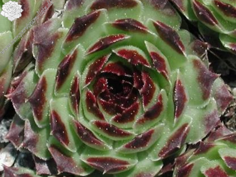 calcareum from La Sagne