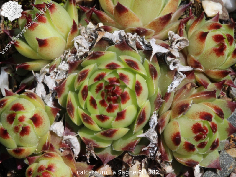 calcareum from La Sagne