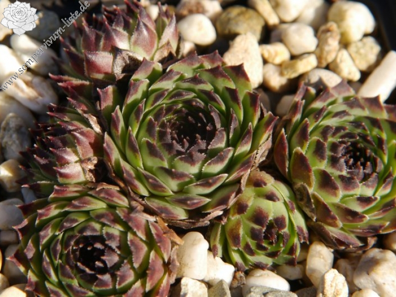 calcareum from La Sagne