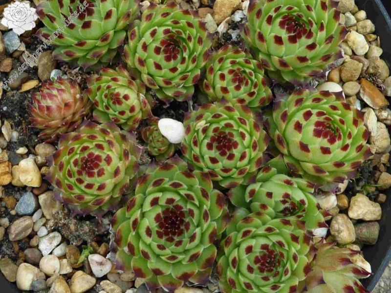 calcareum from La Sagne