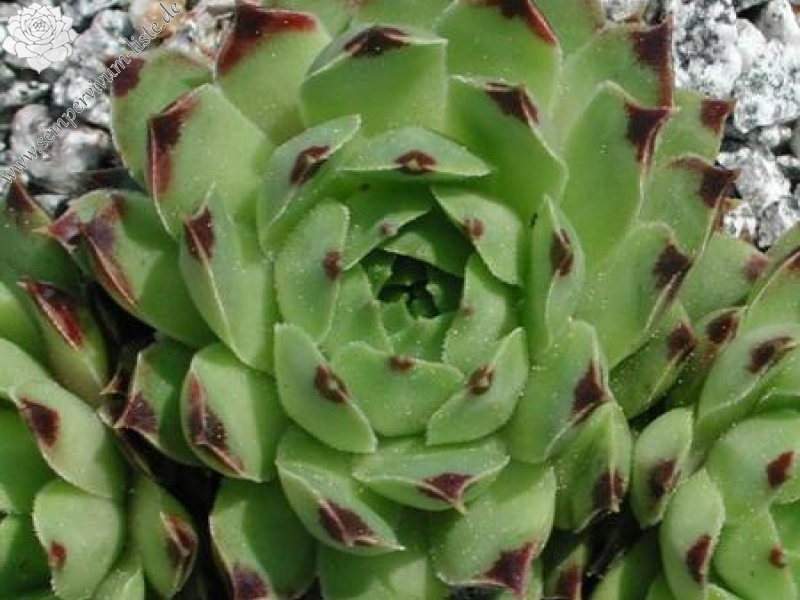 calcareum from La Vanoise