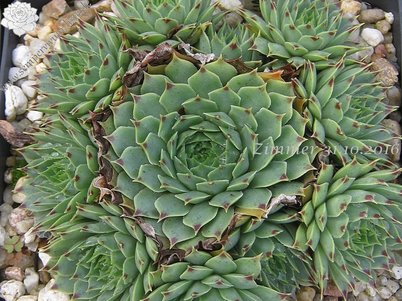 calcareum from La Vanoise
