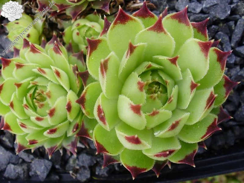 calcareum from Mont Ventoux, Point de vue
