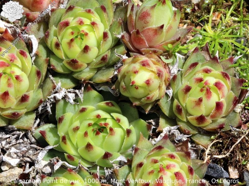 calcareum from Mont Ventoux, Point de vue