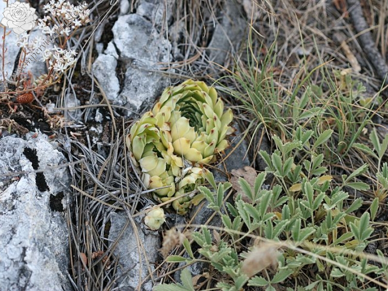 calcareum from Mont Ventoux, Point de vue