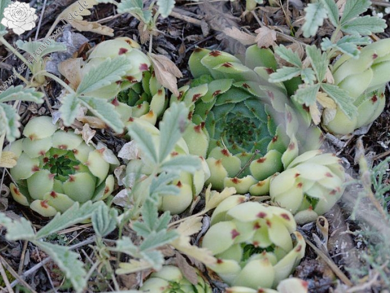 calcareum from Mont Ventoux, Point de vue