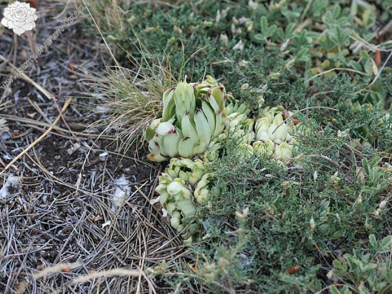calcareum from Mont Ventoux, Point de vue