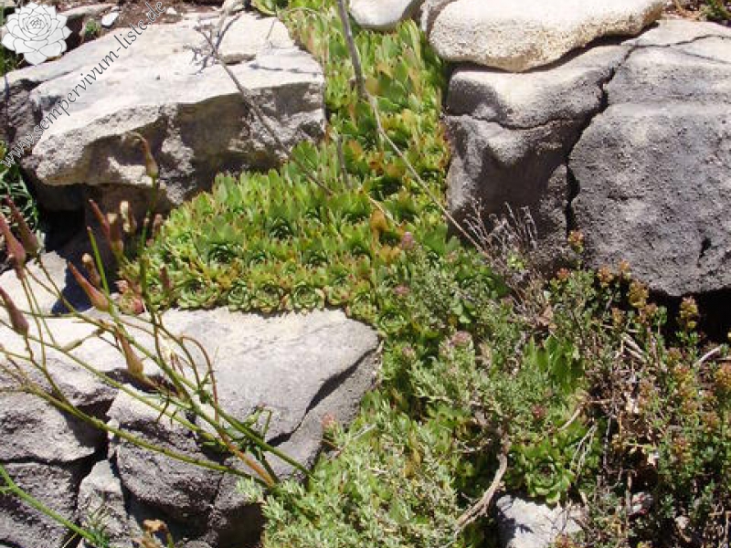 calcareum from Mont Ventoux, Point de vue