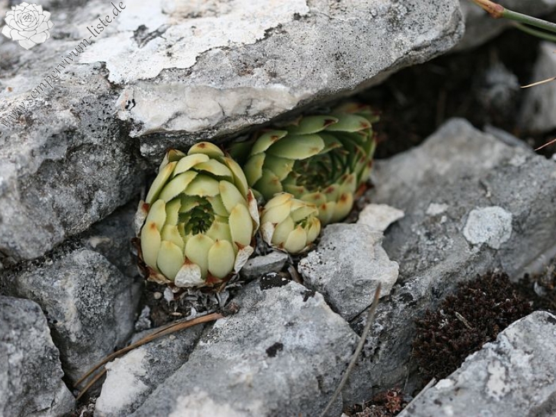calcareum from Mont Ventoux, Point de vue