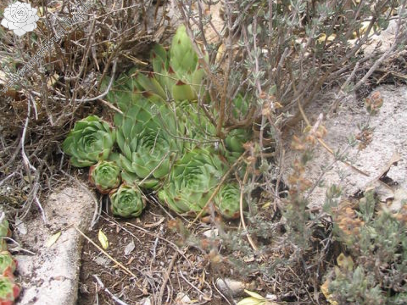 calcareum from Mont Ventoux, Point de vue
