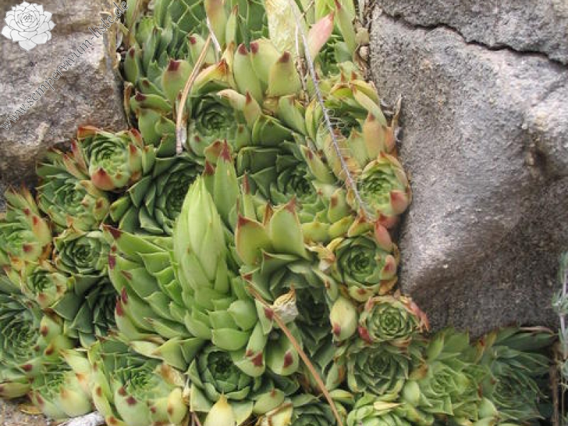 calcareum from Mont Ventoux, Point de vue