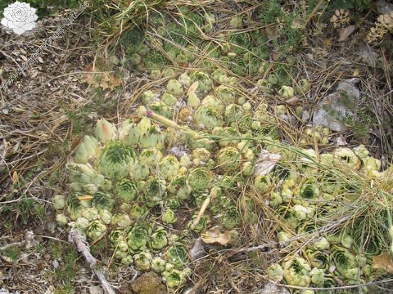 calcareum from Mont Ventoux, Point de vue