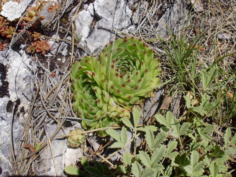 calcareum from Mont Ventoux, Point de vue