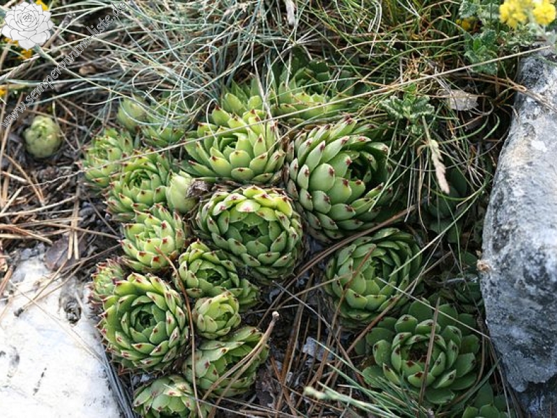 calcareum from Mont Ventoux