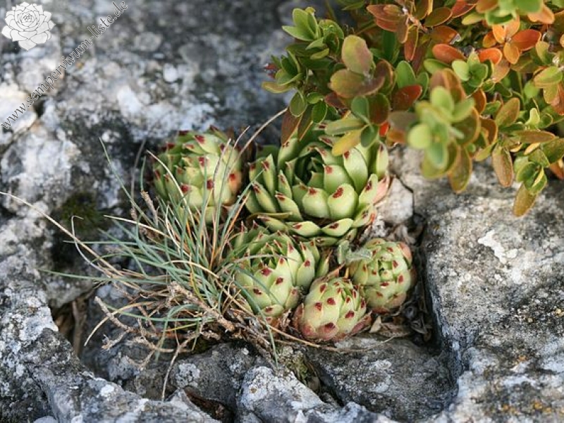 calcareum from Mont Ventoux