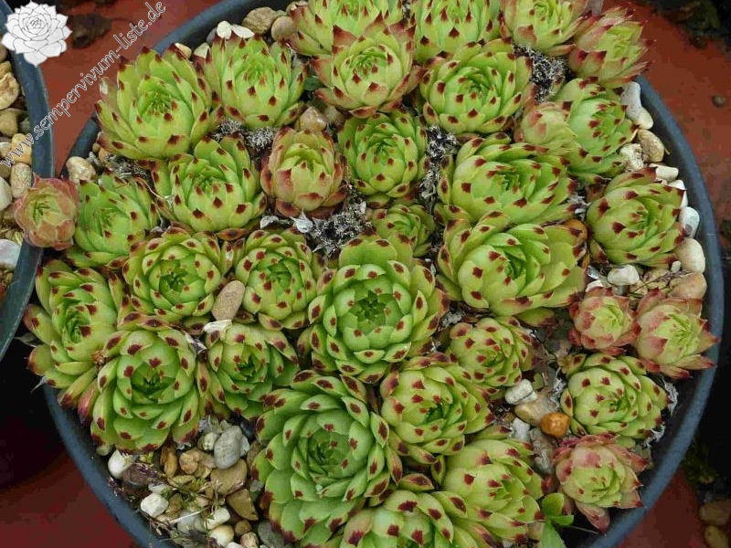 calcareum from Mont Ventoux