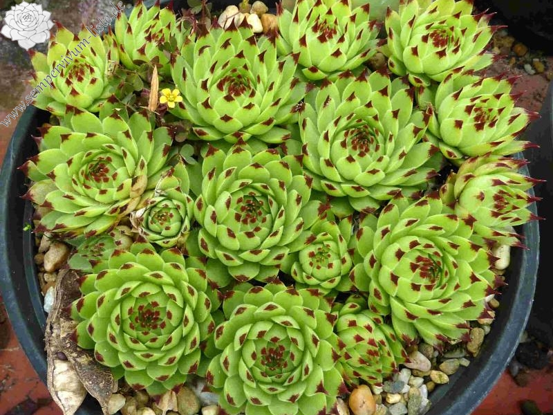 calcareum from Seealpen