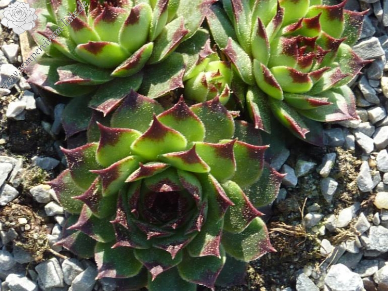calcareum from Seealpen