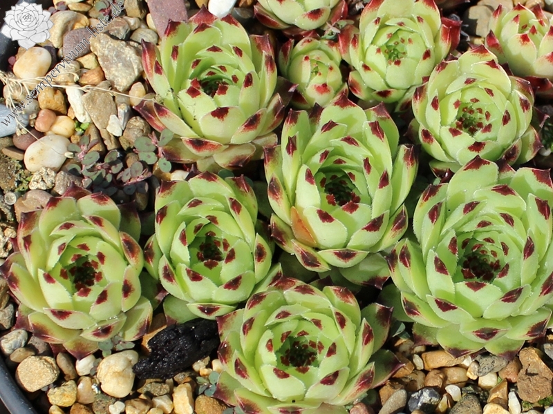 calcareum from Bourdeaux 1