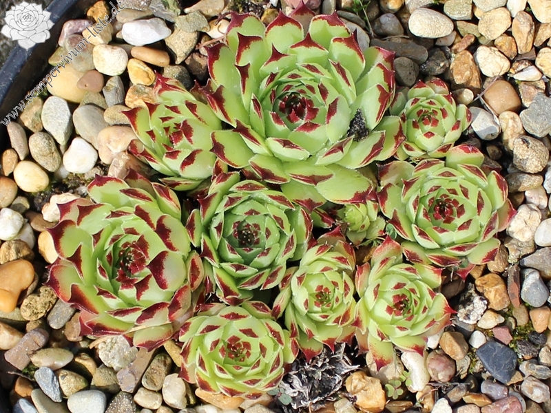 calcareum from Caussol 1