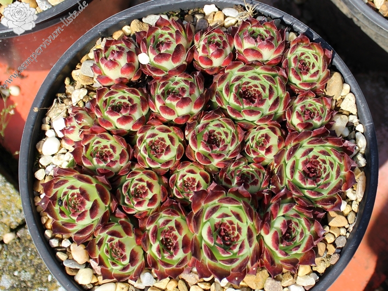 calcareum from Daluis