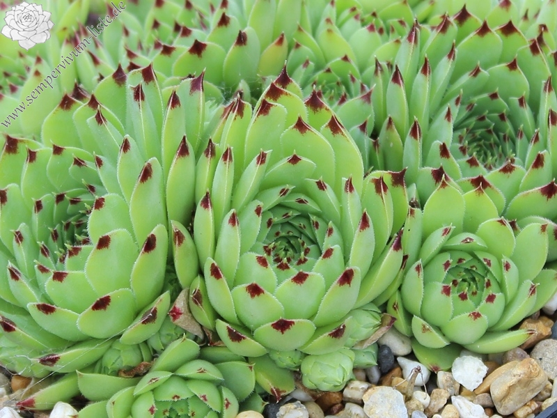 calcareum from Montagne de Charance