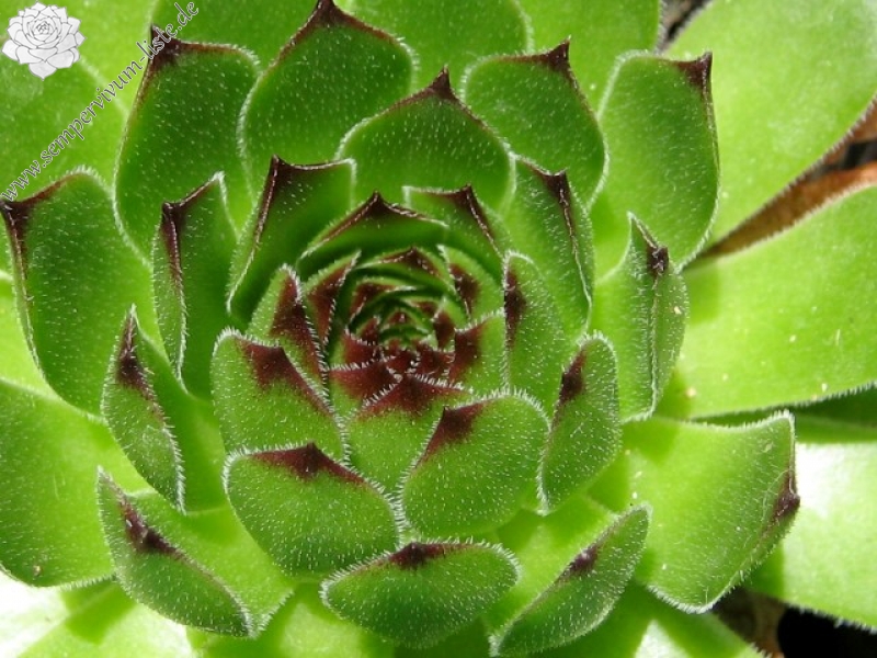 cantabricum ssp. cantabricum from Montañas de Reinosa