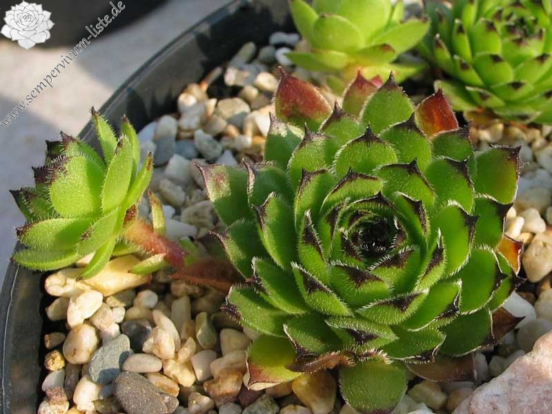 cantabricum ssp. cantabricum from Bulnes