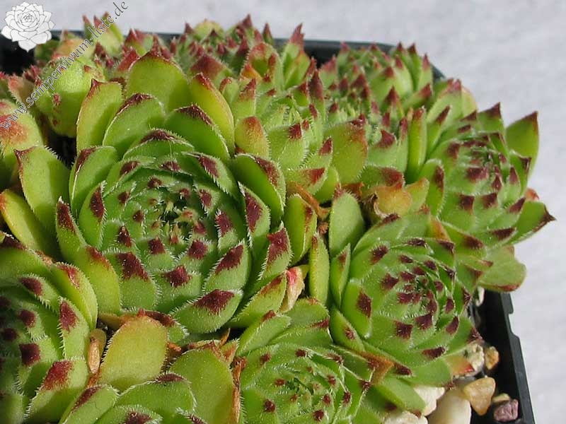 cantabricum ssp. guadarramense from Pico de Lobo