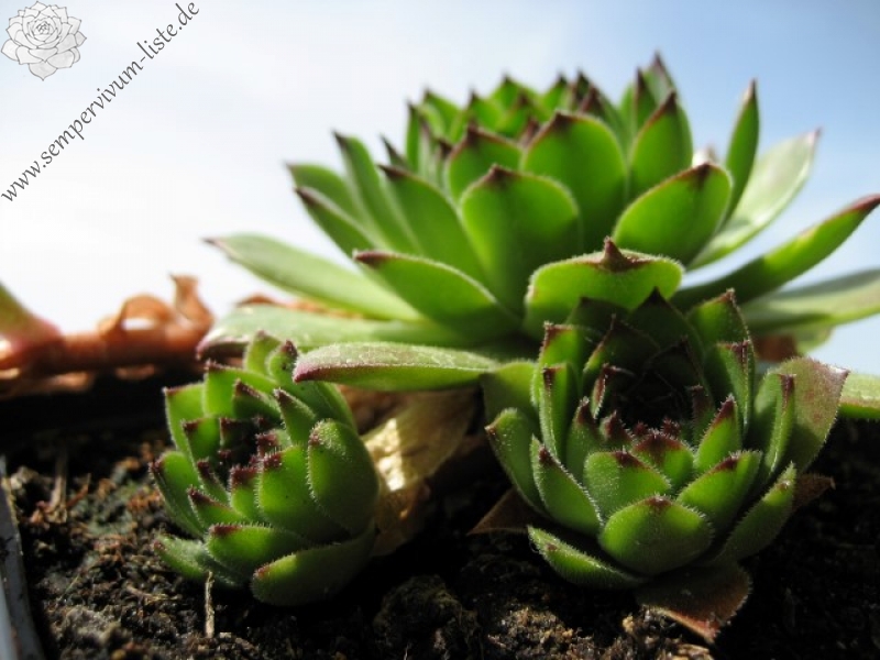 cantabricum ssp. cantabricum from Montañas de Reinosa
