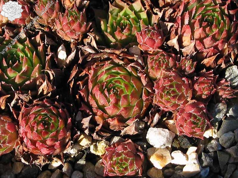 cantabricum ssp. cantabricum from Picos de Europa
