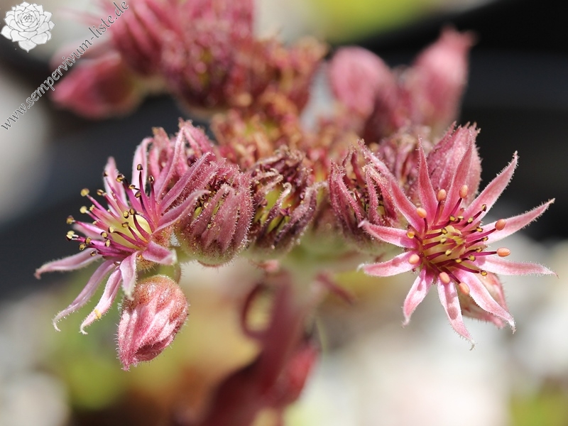 cantabricum ssp. cantabricum from Bulnes