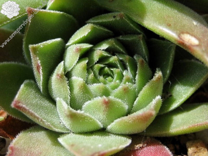 cantabricum ssp. cantabricum from Pico El Miro