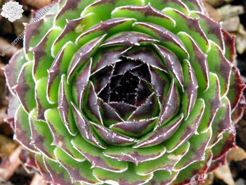 cantabricum ssp. guadarramense from Puerto de Navafria