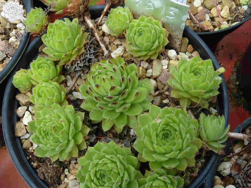 cantabricum from Naranjo de Bulnes