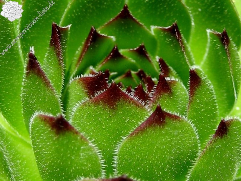 cantabricum ssp. cantabricum from Montañas de Reinosa