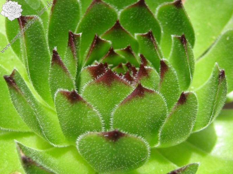 cantabricum ssp. cantabricum from Montañas de Reinosa