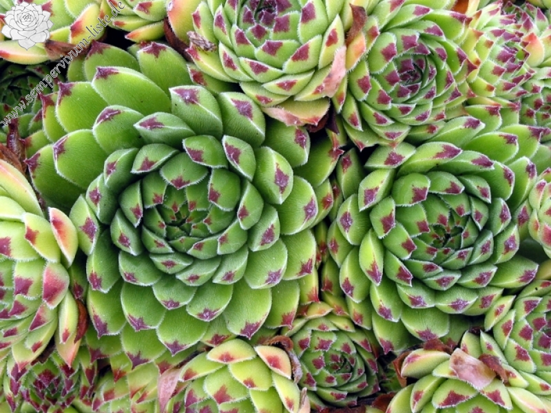 cantabricum ssp. urbionense from Valvanera