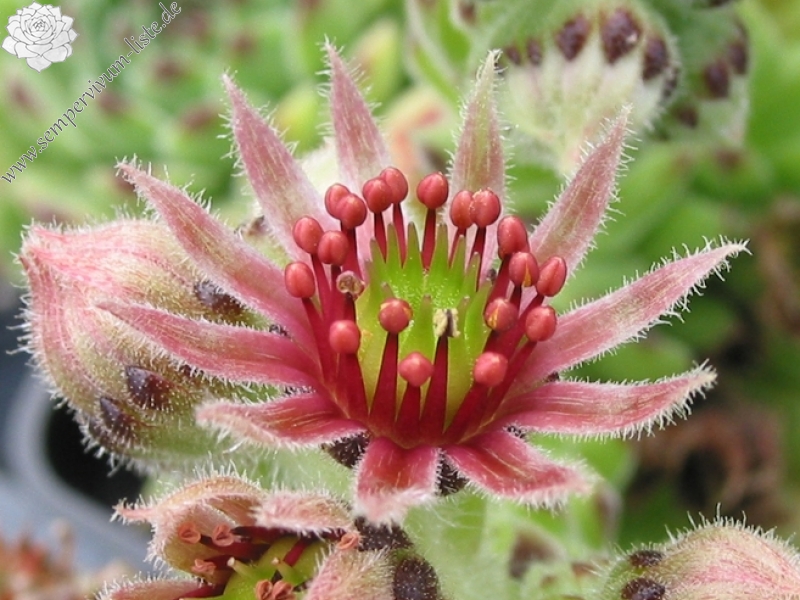 cantabricum ssp. urbionense from Valvanera