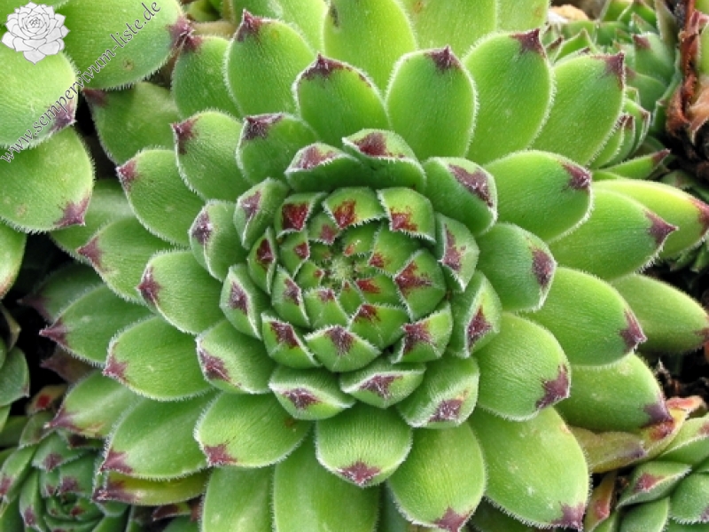 cantabricum ssp. urbionense from Valvanera