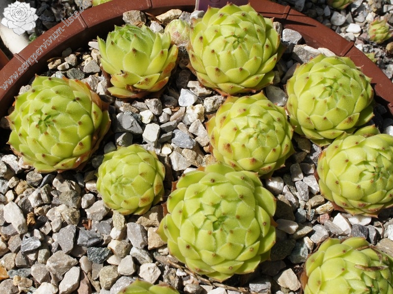 cantabricum ssp. urbionense from El Gatón