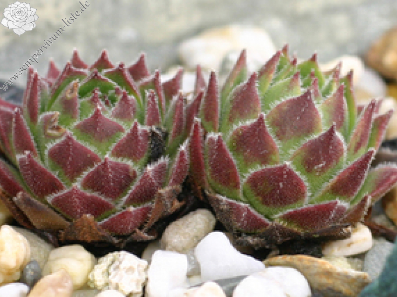 cantabricum ssp. urbionense from El Gatón