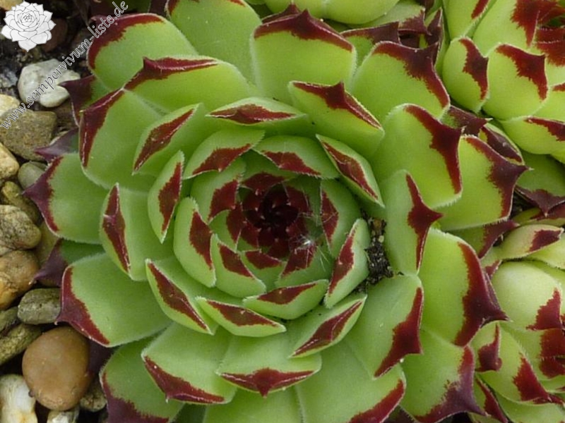 calcareum from Caussol 3