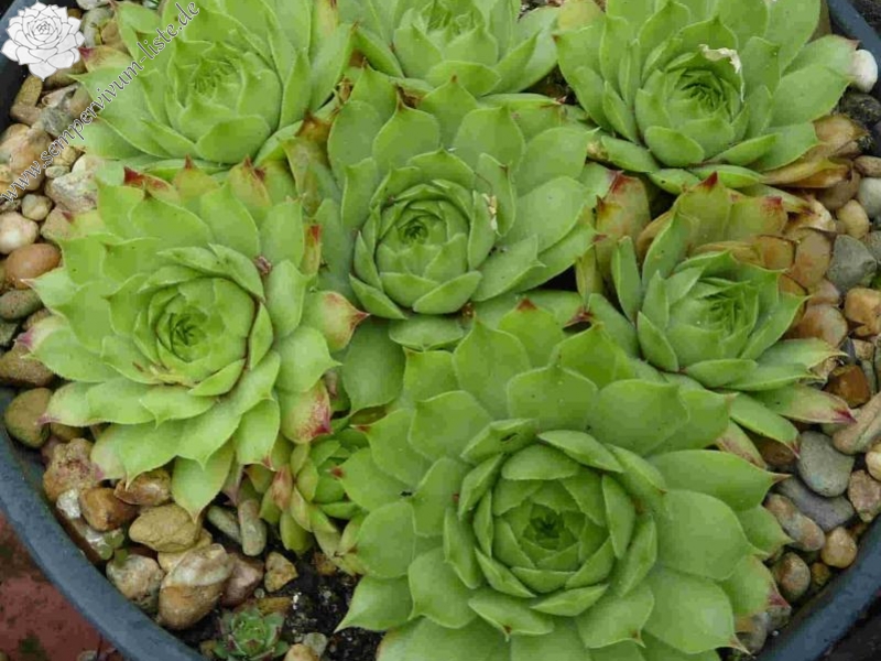 calcareum from Céüse 3