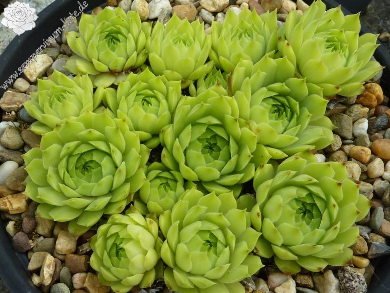 "calcareum from Céüse, pres de Gap (helle Form) 1